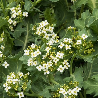 Sea Kale