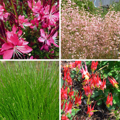 Shady Oasis Container Garden