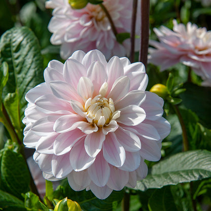 Silver Years Decorative Dahlia