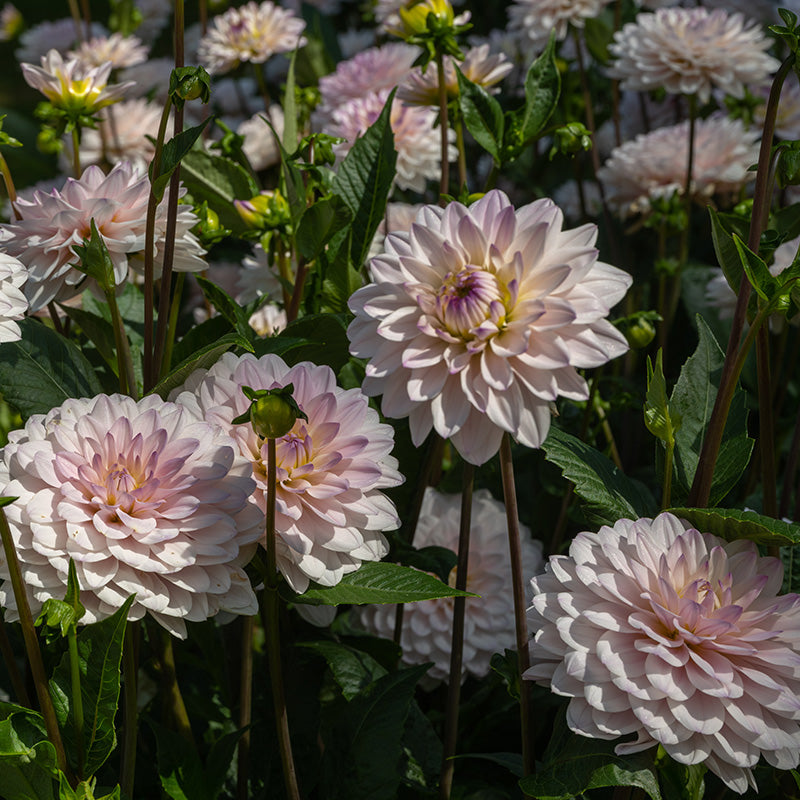Silver Years Decorative Dahlia