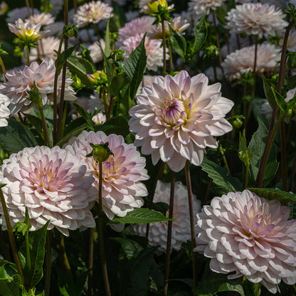 Silver Years Decorative Dahlia