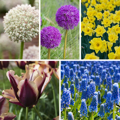 The Sky's The Limit Bulb Collection