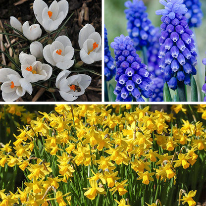 Soft Colors Garden Bulb Collection