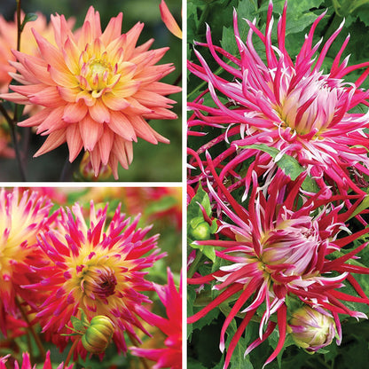 Stars of the Garden Dahlia Collection