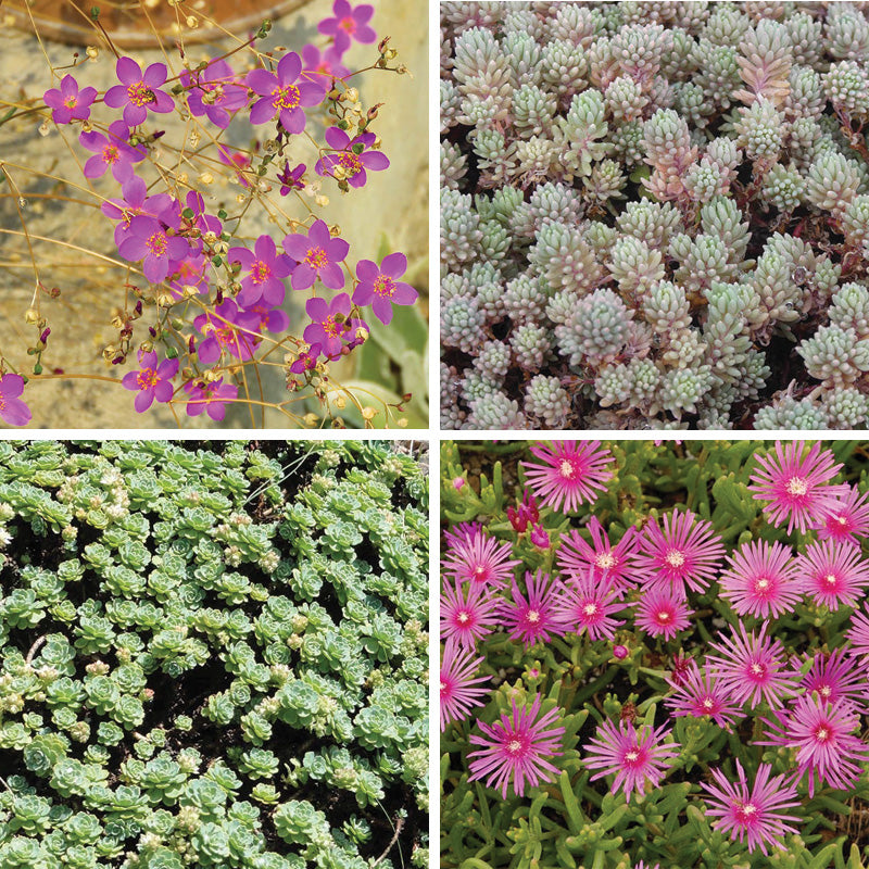 Succulent Groundcover Collection