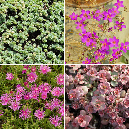 Succulent Groundcover Collection
