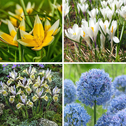 Summer Dreams Extension Bulb Collection
