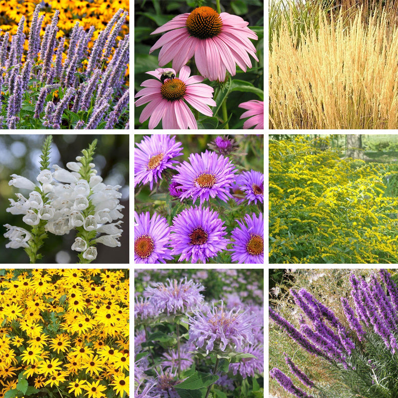 Summer Dreams Pre-Planned Garden