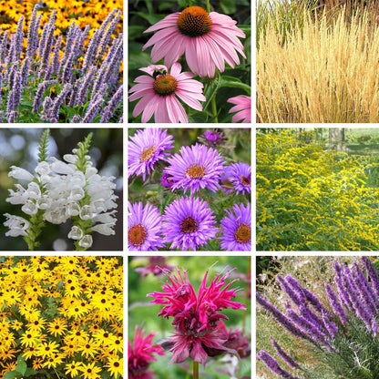 Summer Dreams Pre-Planned Garden