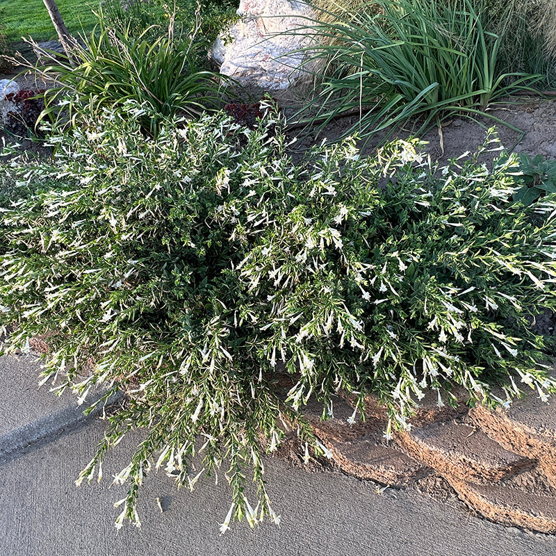 Summer Snow Hummingbird Trumpet (Zauschneria)