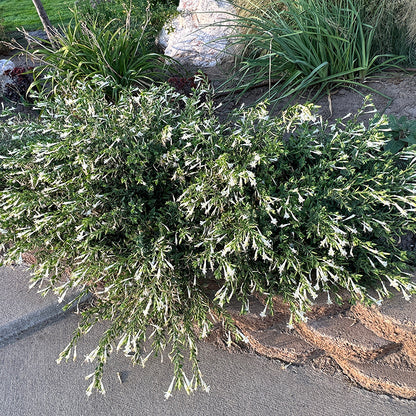 Summer Snow Hummingbird Trumpet (Zauschneria)
