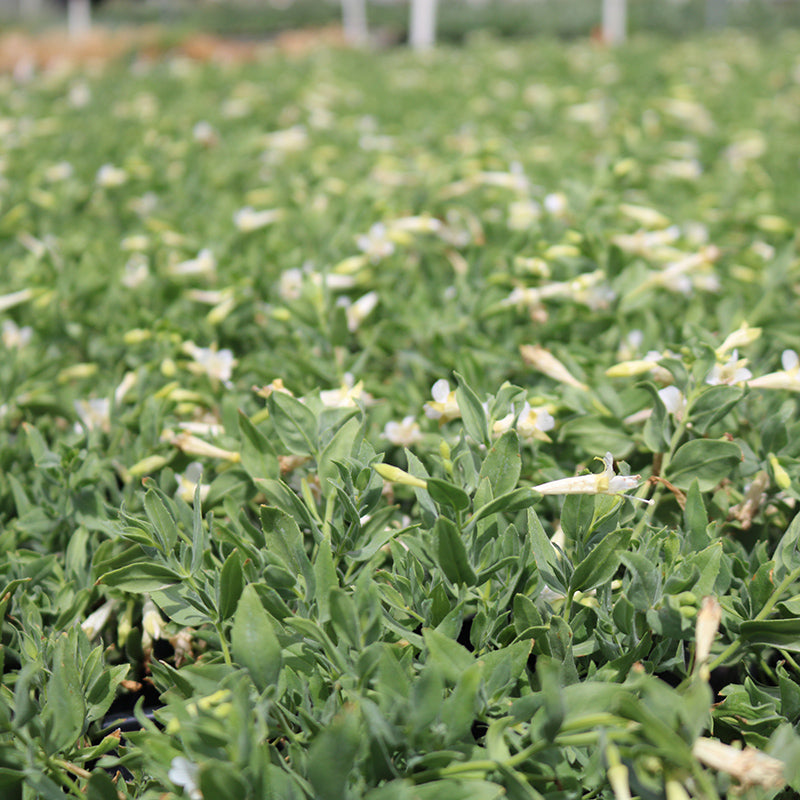 Summer Snow Hummingbird Trumpet (Zauschneria)