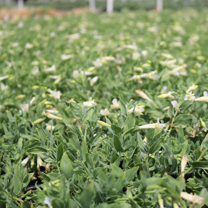 Summer Snow Hummingbird Trumpet (Zauschneria)