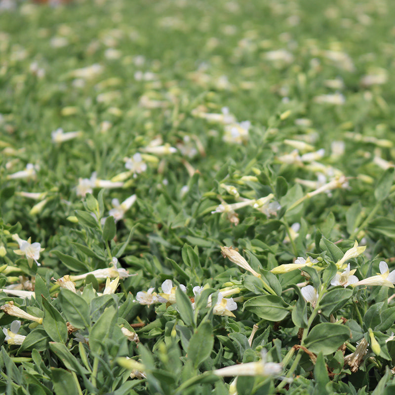 Summer Snow Hummingbird Trumpet (Zauschneria)