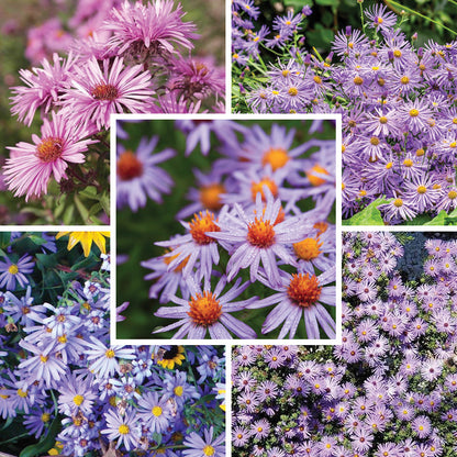 Superstar Aster Collection