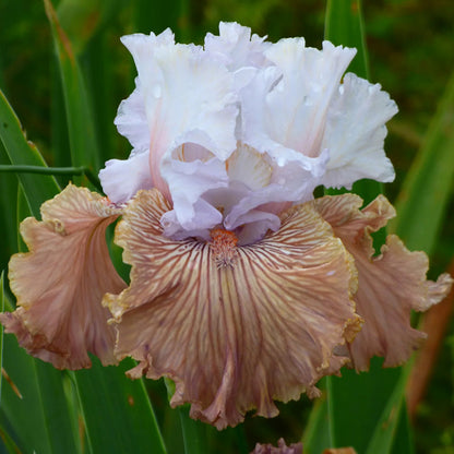 Tango Amigo Bearded Iris, Image Courtesy of Schreiner's Gardens