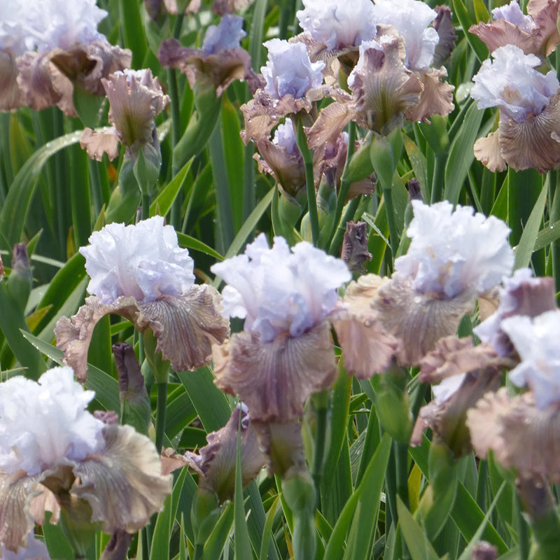 Tango Amigo Bearded Iris, Image Courtesy of Schreiner's Gardens