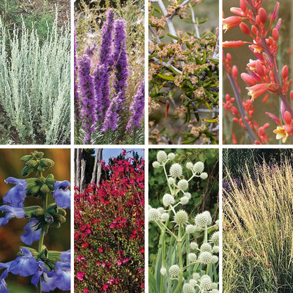 Texas Perennial Collection