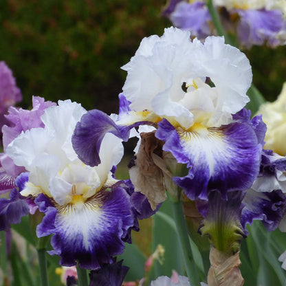 The Long Game Bearded Iris, Image Courtesy of Schreiner's Gardens