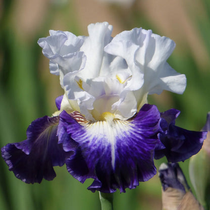 The Long Game Bearded Iris, Image Courtesy of Schreiner's Gardens