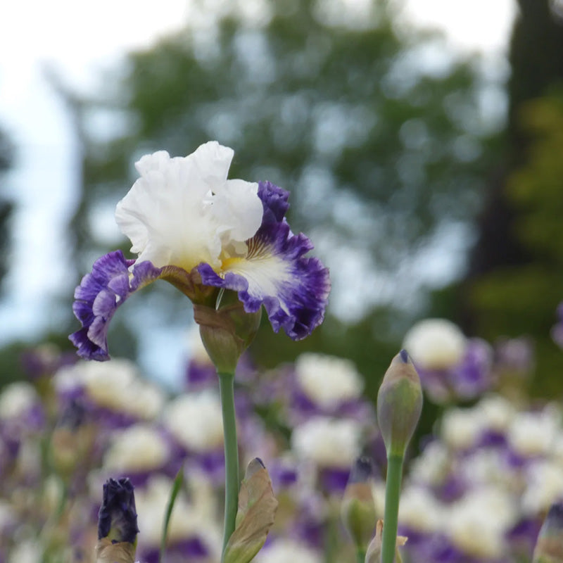 The Long Game Bearded Iris, Image Courtesy of Schreiner's Gardens