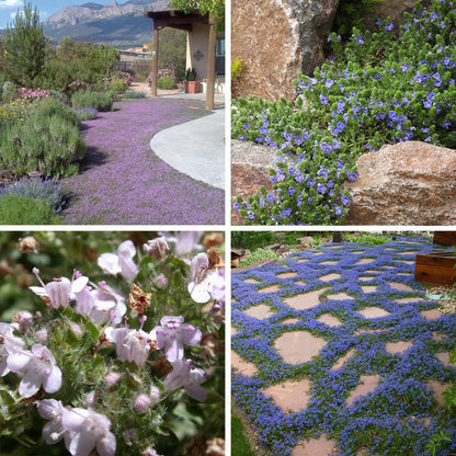 Tread On Me Evergreen Groundcover Collection