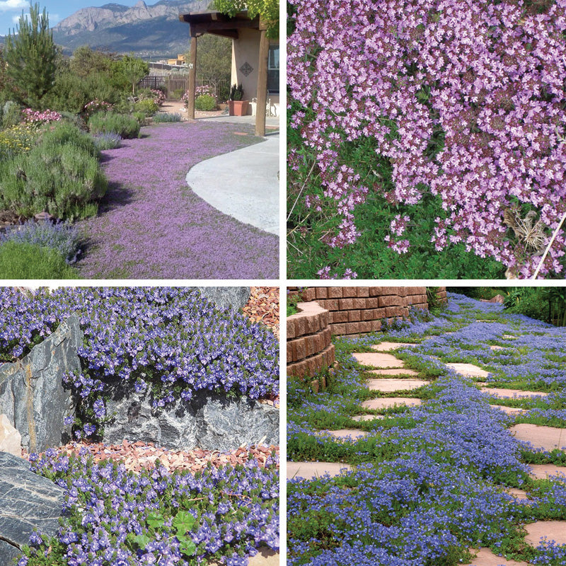 Tread On Me Evergreen Groundcover Collection - Thumbnail 3