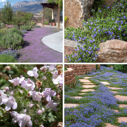 Tread On Me Evergreen Groundcover Collection