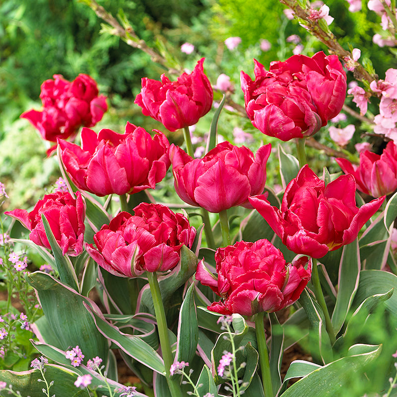 Eternal Flame Double Late Tulip