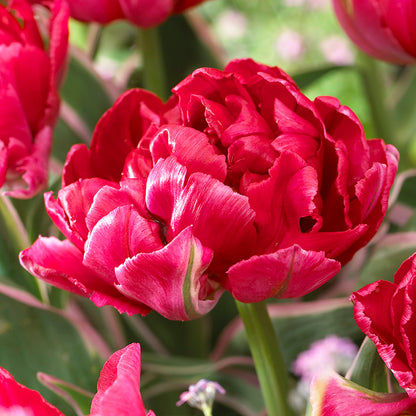 Eternal Flame Double Late Tulip