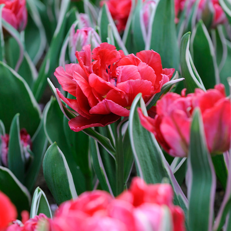 Eternal Flame Double Late Tulip