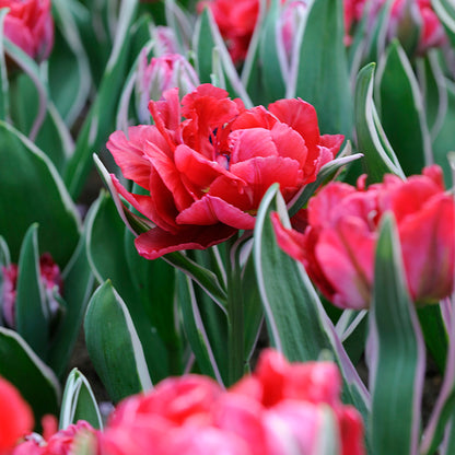 Eternal Flame Double Late Tulip