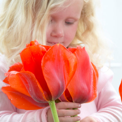 Casa Grande Rock Garden Tulip