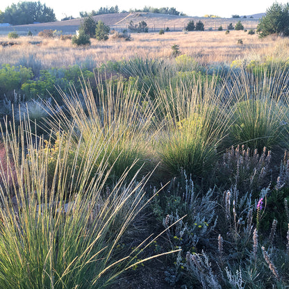 Undaunted® ‘Sure Thing’ - photo credited to Lauren Springer