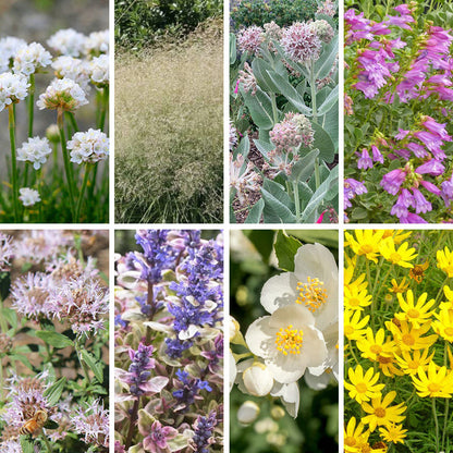 Washington Perennial Collection