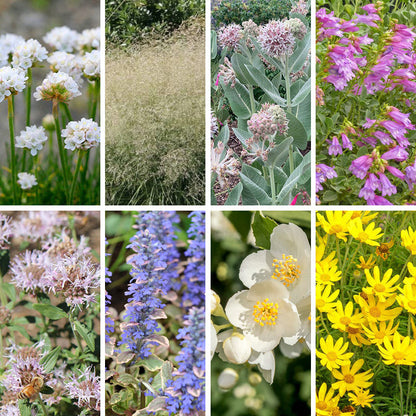 Washington Perennial Collection