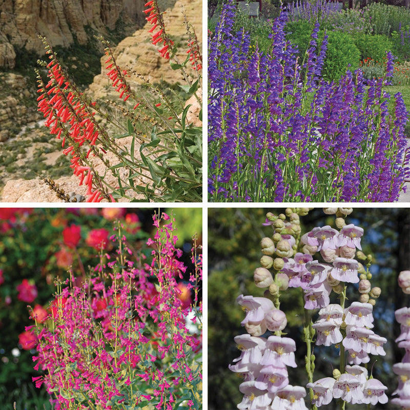 Western Native Penstemon Collection