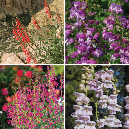 Western Native Penstemon Collection