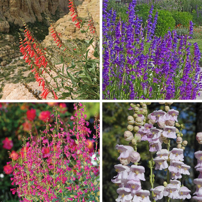 Western Native Penstemon Collection