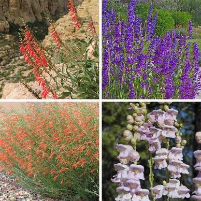 Western Native Penstemon Collection