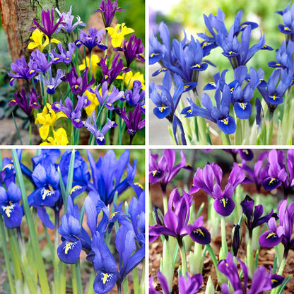 Wildflower Iris Bulb Collection