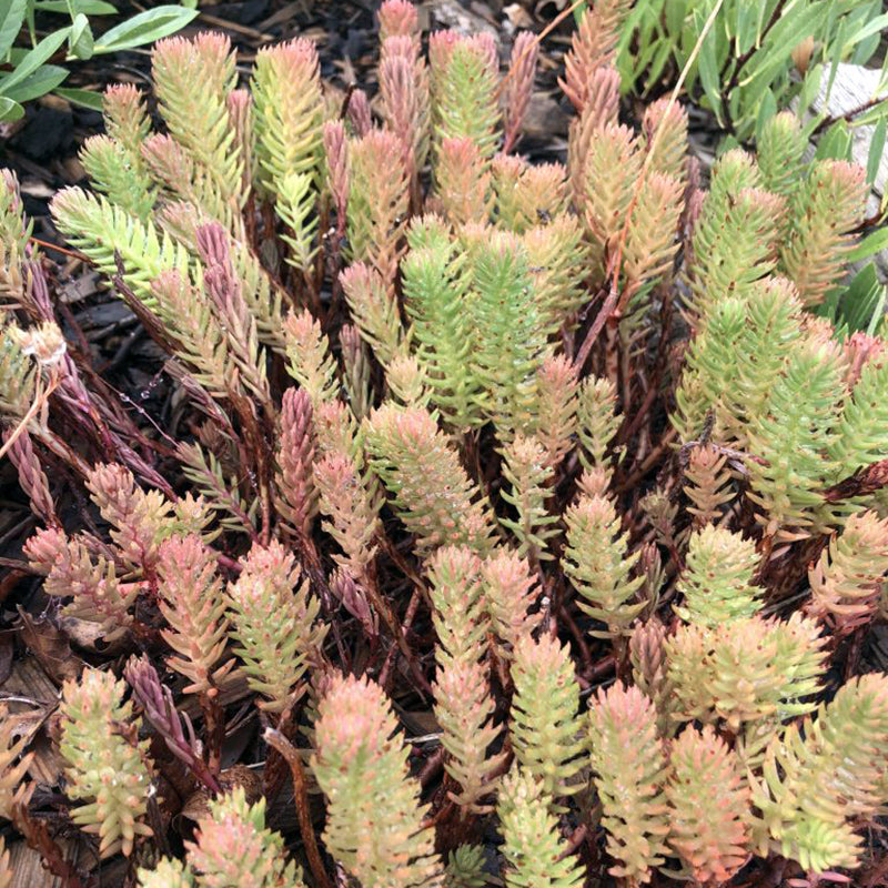 WINTER FIRE® Rice Creek Sedum, Photo courtesy of Plant Select®