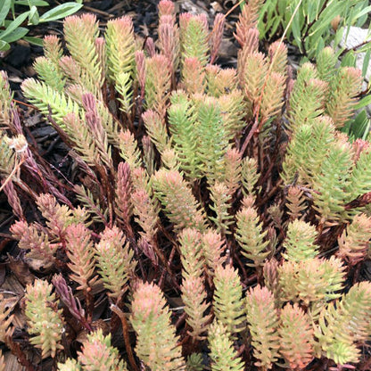 WINTER FIRE® Rice Creek Sedum, Photo courtesy of Plant Select®