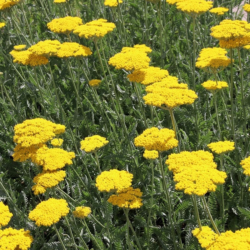 High Country Gardens Yarrow - Thumbnail 2