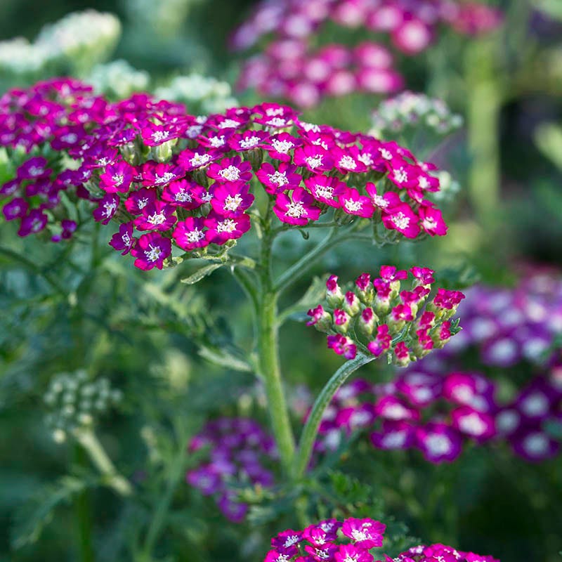 New Vintage Violet Yarrow