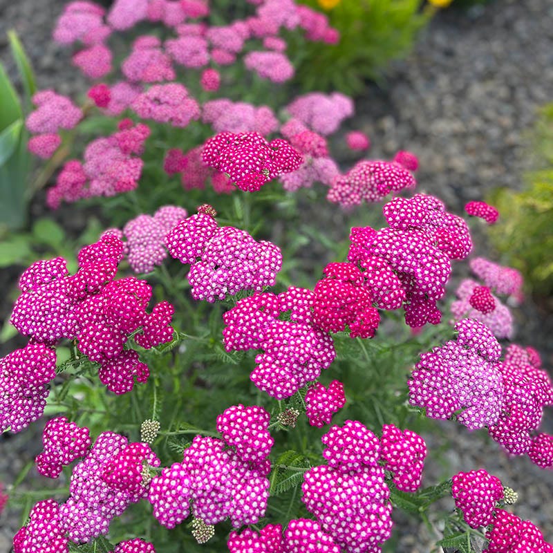 New Vintage Violet Yarrow - Thumbnail 3