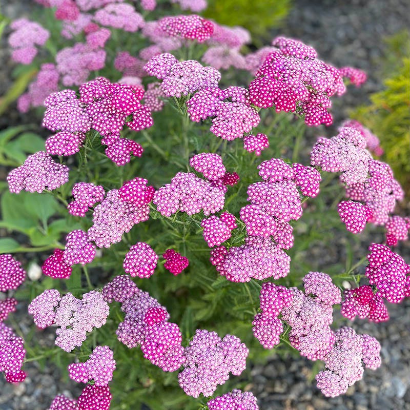 New Vintage Violet Yarrow - Thumbnail 2