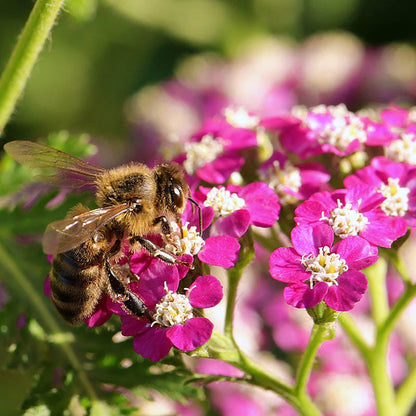 New Vintage™ Violet Yarrow