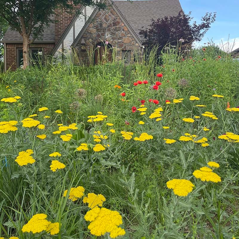 plant achillea in pots Yarrow, Moonshine Yarrow