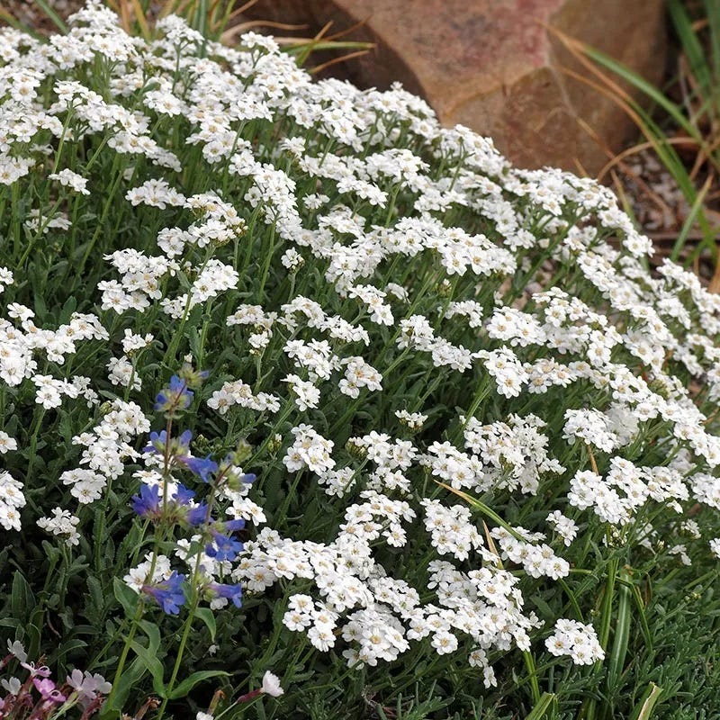 Greek Yarrow, Achillea ageratifolia | High Country Gardens